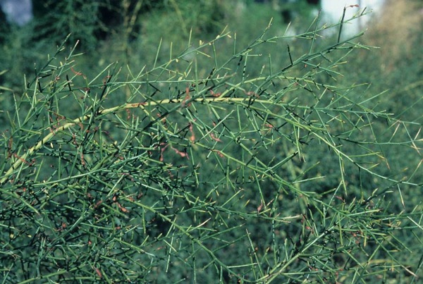 خارشتر - معرفی و خواص گیاهان دارویی